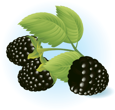 blackberry-vector