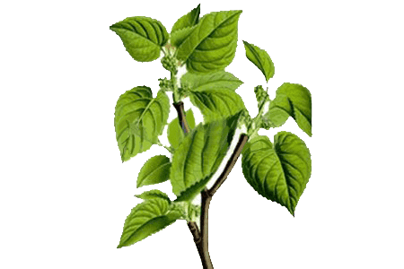 Mulberry-Leaf-Extract-450x300_2
